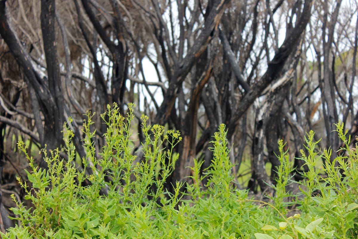Picture of Mallacoota 2 in the page Gippsland revisited – journey through the broken heart of Eastern Victoria