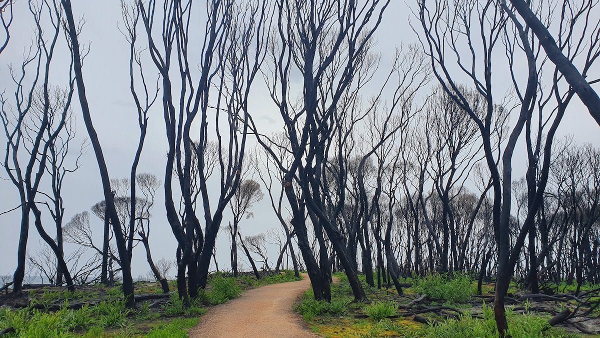 Picture of Mallacoota betka beach in the page Gippsland revisited – journey through the broken heart of Eastern Victoria