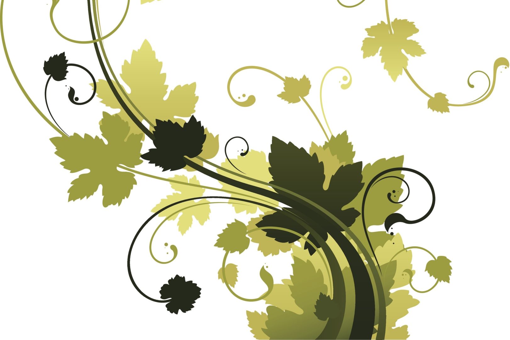 Picture of Vines two e1664250174509 in the page Vines grow with God's care
